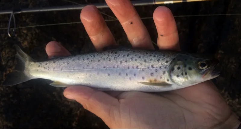 Silverblank havsöring med täta mörka prickar hålls upp i en hand